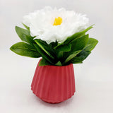 Flowers With Pots - Large White Mangolian - Brick Red Pot