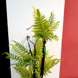 Artificial Fern Plant