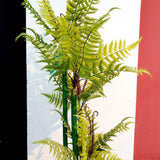 Artificial Fern Plant