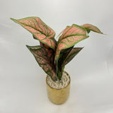 Golden Color Plant pot for Home Decore