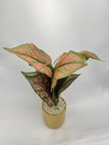 Golden Color Plant pot for Home Decore