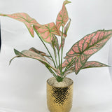 Golden Color Plant pot for Home Decore