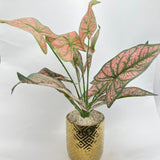 Golden Color Plant pot for Home Decore