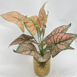 Golden Color Plant pot for Home Decore