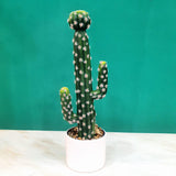 Cactus style Plant With Ceramic & Plastic Pots